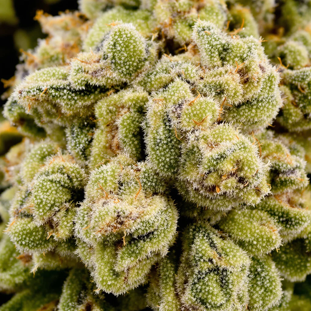 Cannalope Haze cannabis bud close-up showing lime-green airy structure