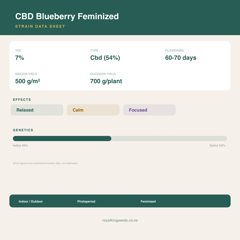 CBD Blueberry 46% indica / 54% sativa flower with visible trichomes