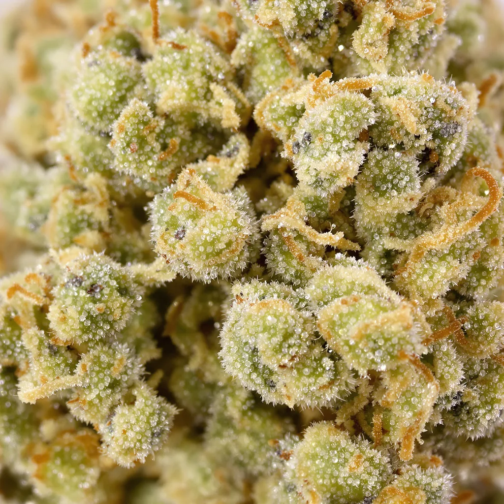 CBD Cream & Cheese cannabis bud close-up showing pale-green low-resin flower