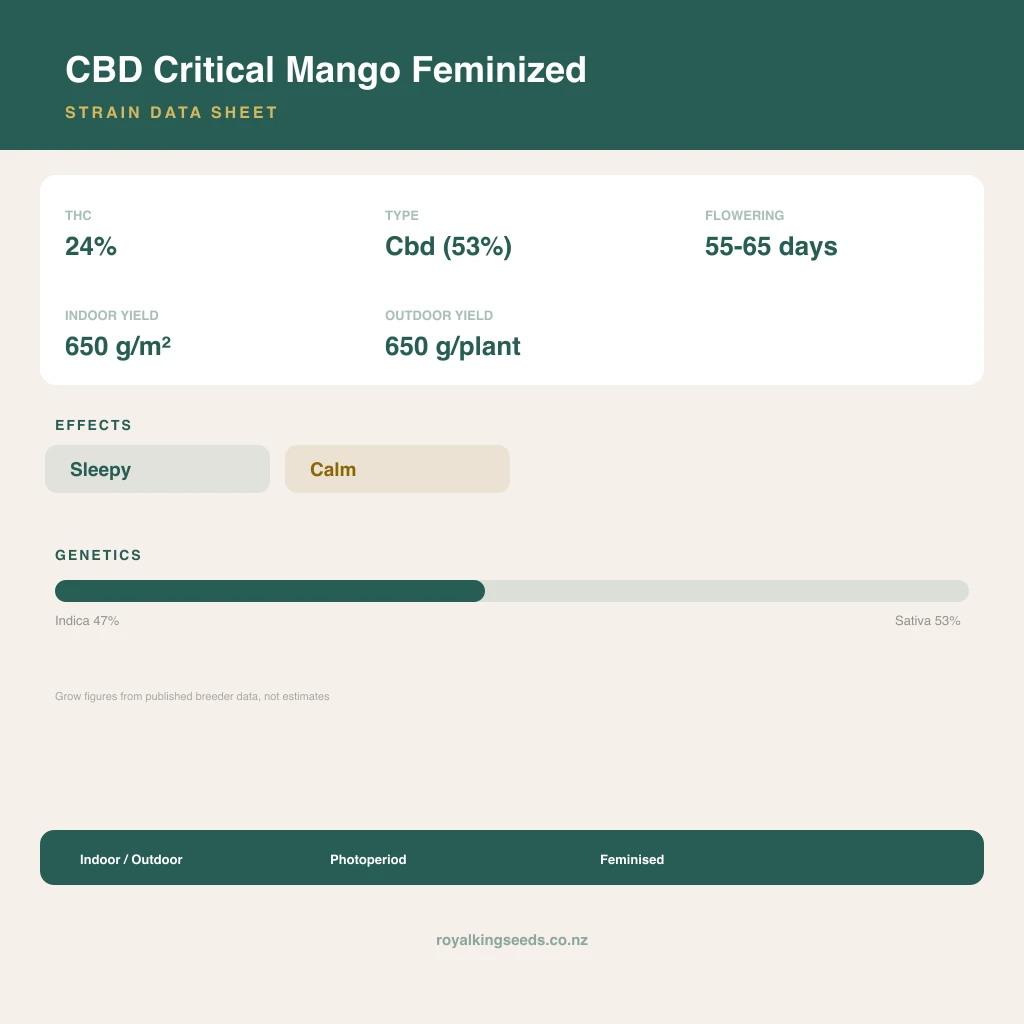 CBD Critical Mango 47% indica / 53% sativa flower with visible trichomes