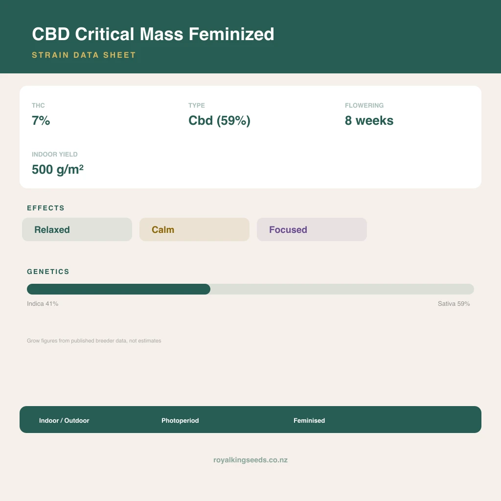 CBD Critical Mass 41% indica / 59% sativa flower with visible trichomes