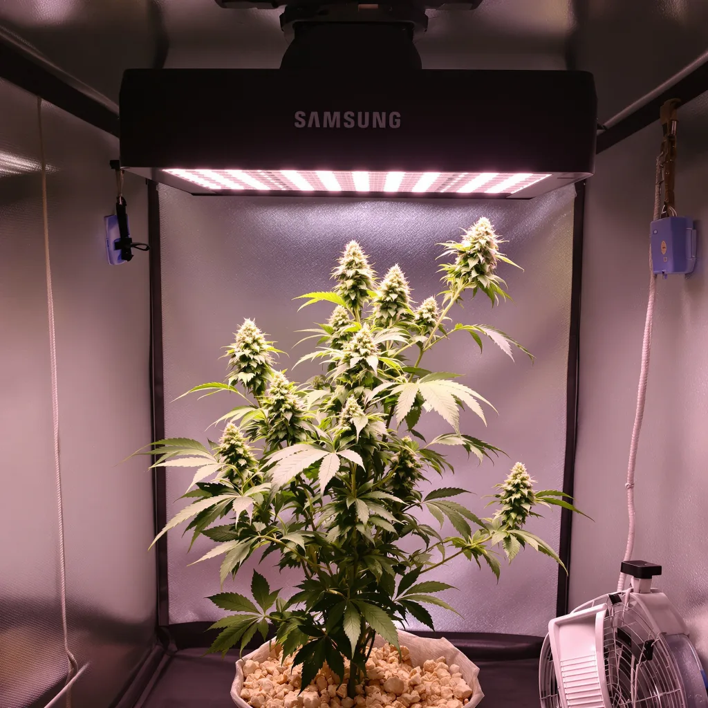 CBD Shark cannabis plant in flowering stage — 120-180 cm feminised