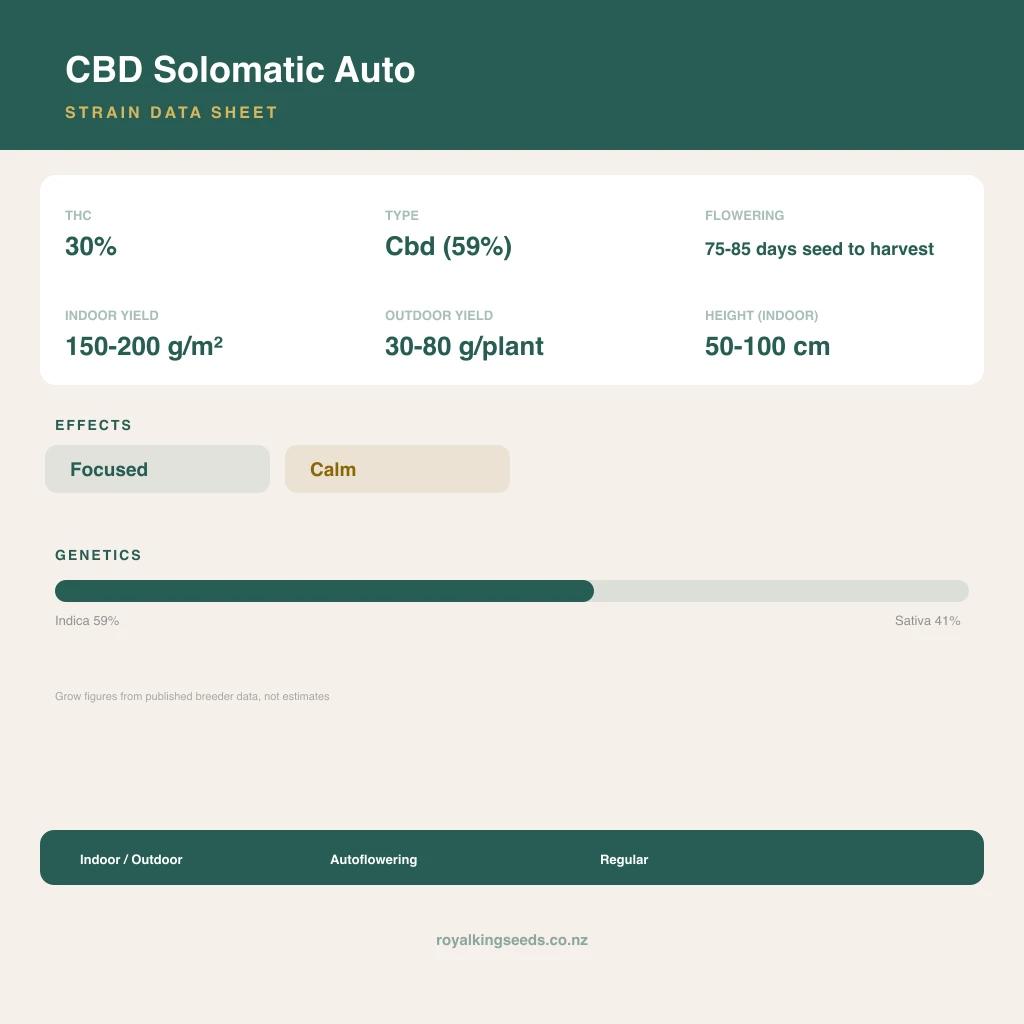 CBD Solomatic 59% indica / 41% sativa flower with visible trichomes