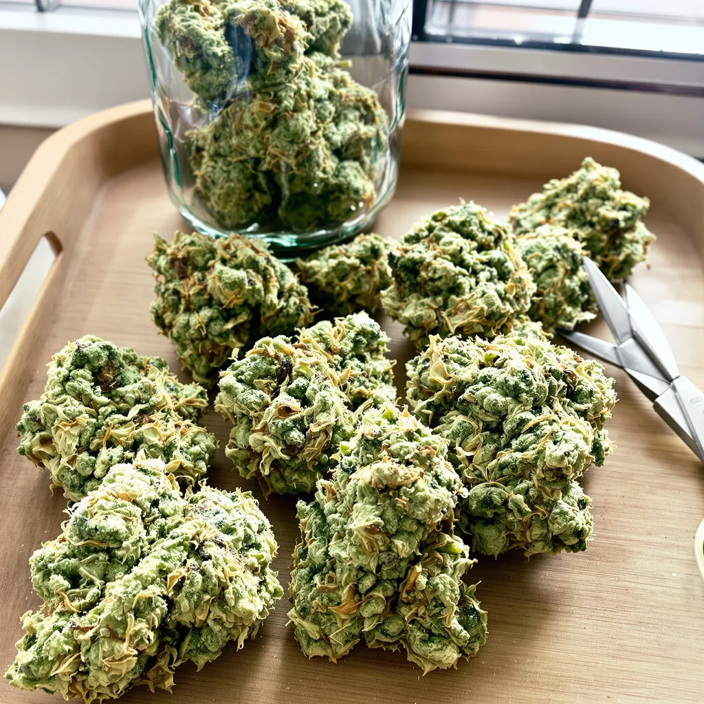 CBD Stress Killer 59% indica / 41% sativa flower with visible trichomes