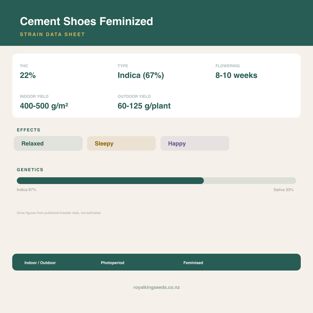 Cement Shoes 67% indica / 33% sativa flower with visible trichomes
