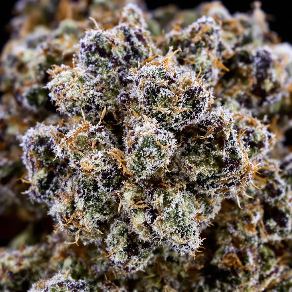 Cement Shoes cannabis bud close-up showing dense purple-tinged calyxes