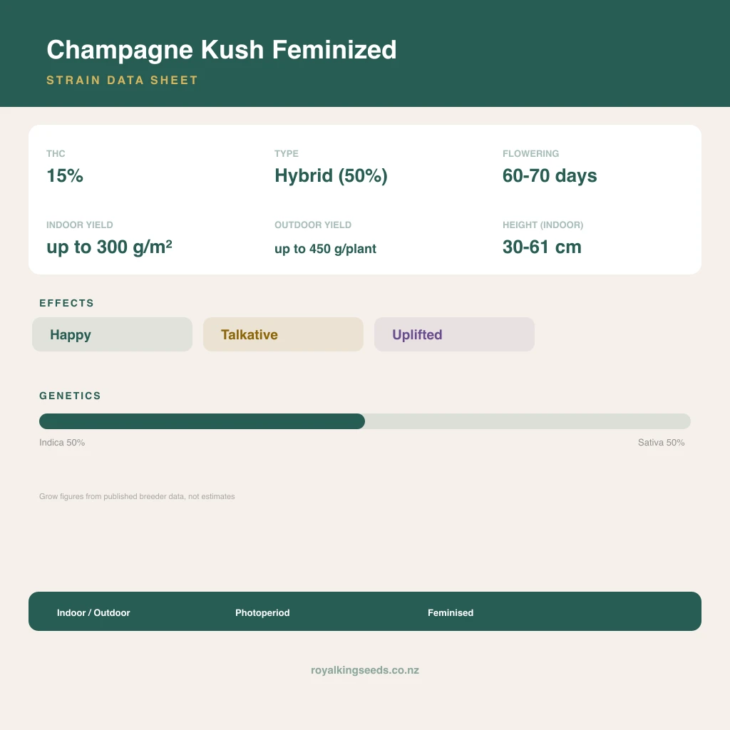 Champagne Kush 50% indica / 50% sativa flower with visible trichomes
