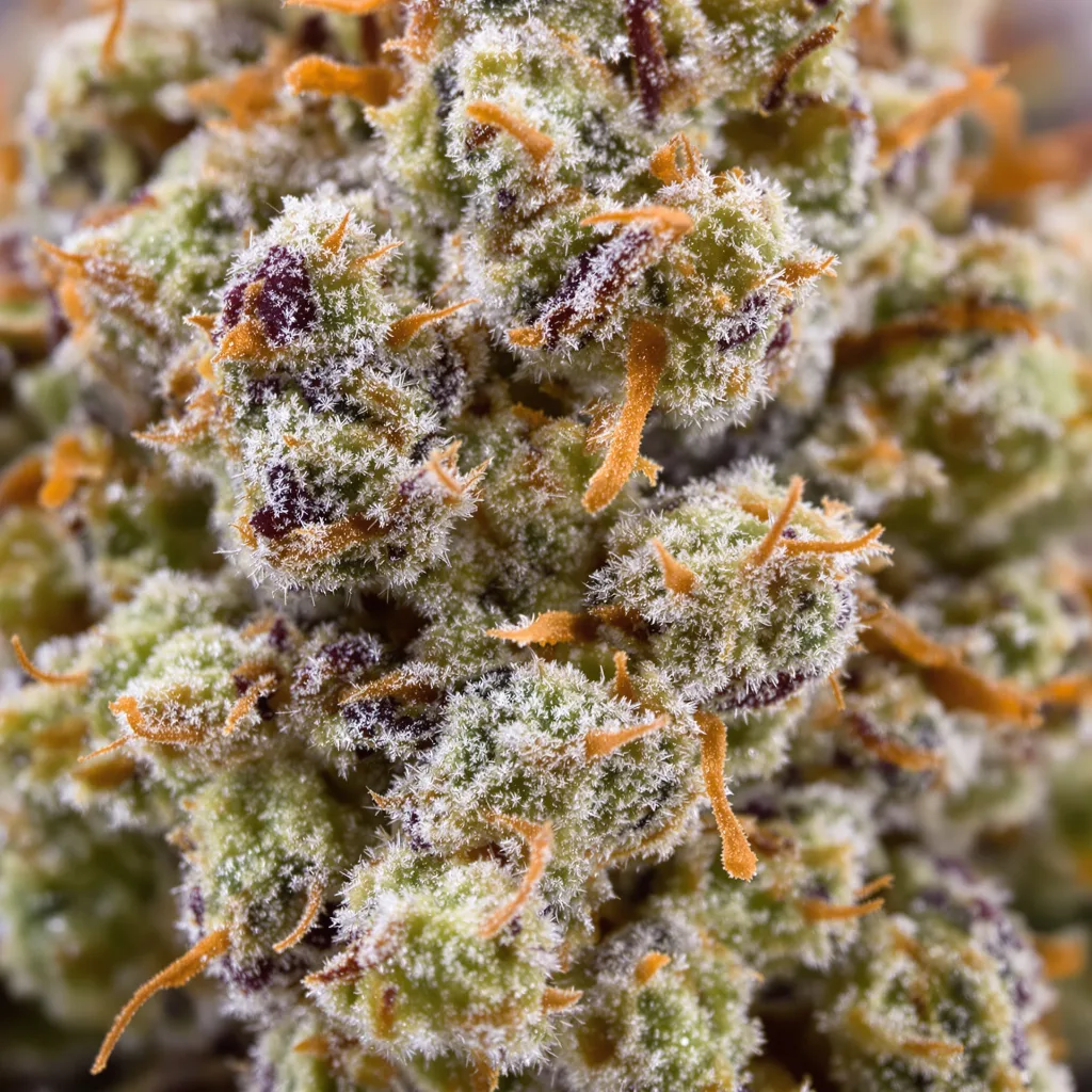 Charlie Sheen cannabis bud close-up showing dense forest-green nugs
