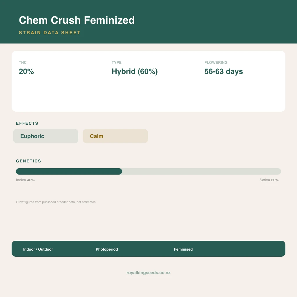 Chem Crush 40% indica / 60% sativa flower with visible trichomes
