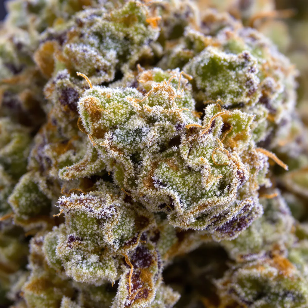 Chem Crush cannabis bud close-up showing open-bud structure with orange pistils
