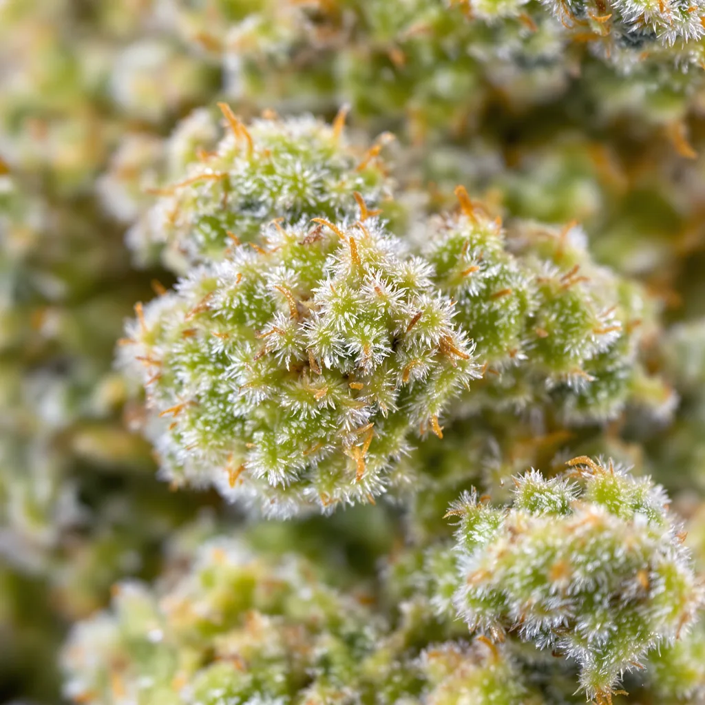 Chem Valley Kush cannabis bud close-up showing lime-green airy structure