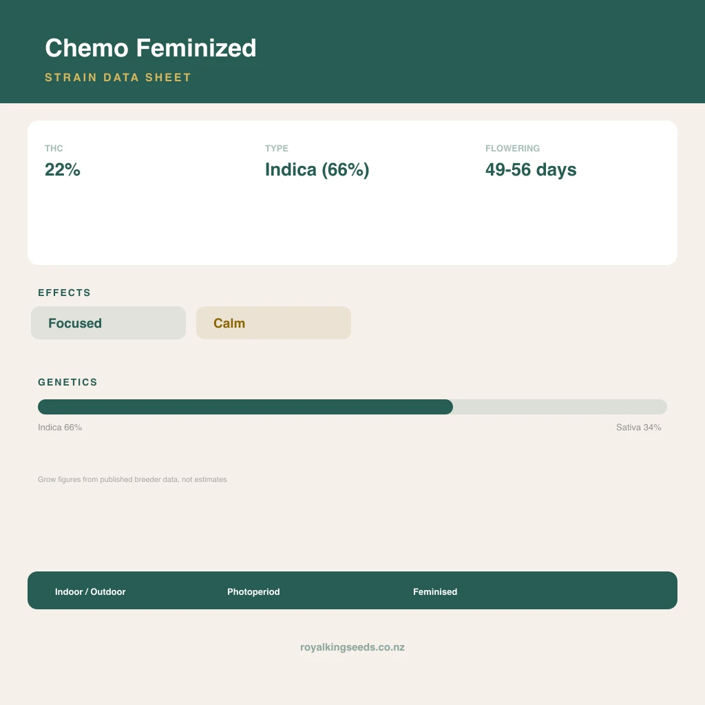 Chemo 66% indica / 34% sativa flower with visible trichomes