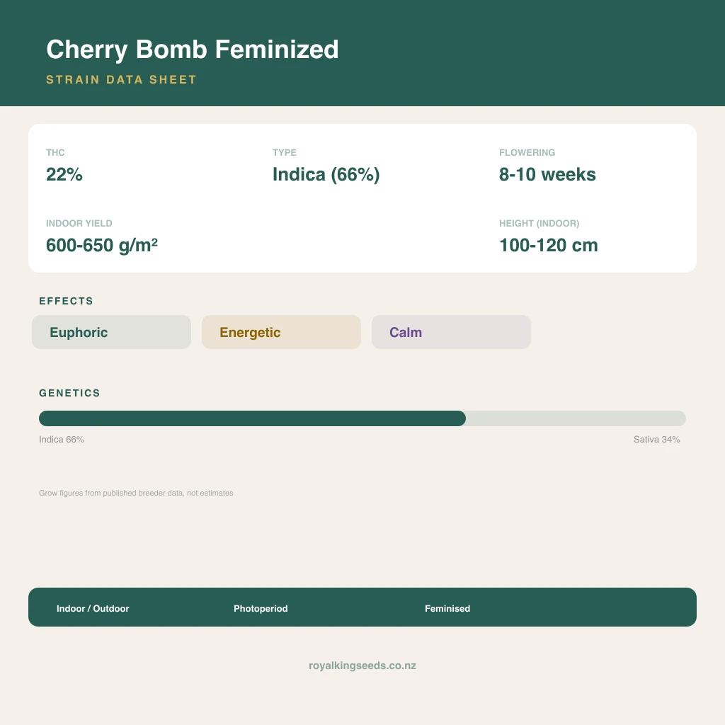Cherry Bomb 66% indica / 34% sativa flower with visible trichomes