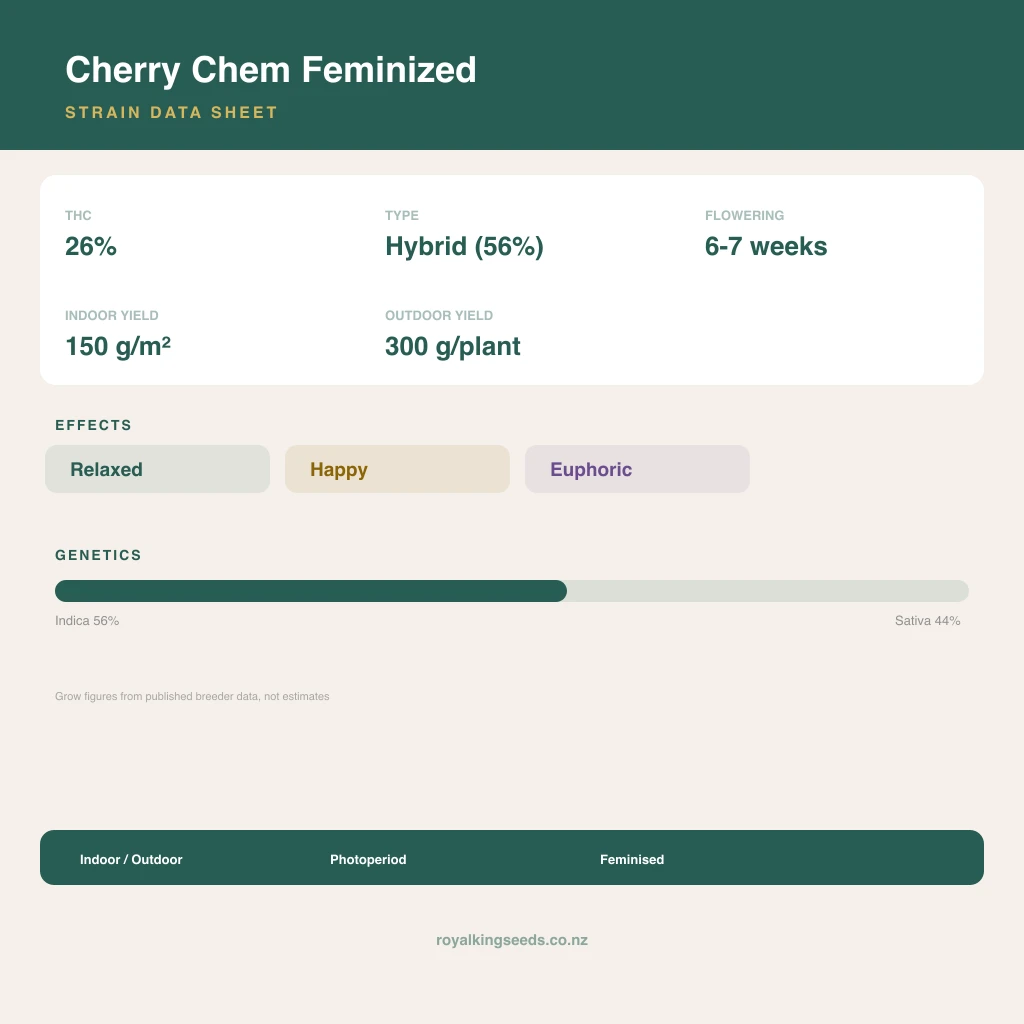 Cherry Chem 56% indica / 44% sativa flower with visible trichomes