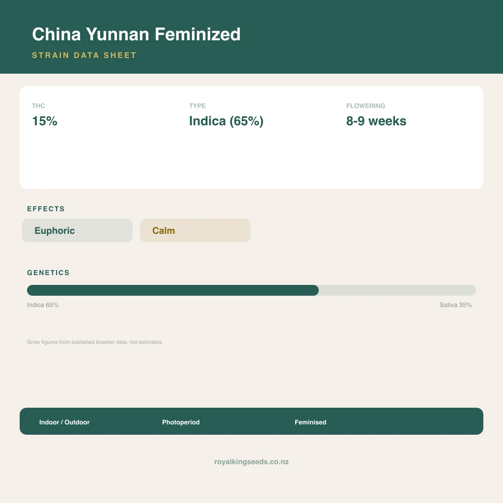 China Yunnan 65% indica / 35% sativa flower with visible trichomes