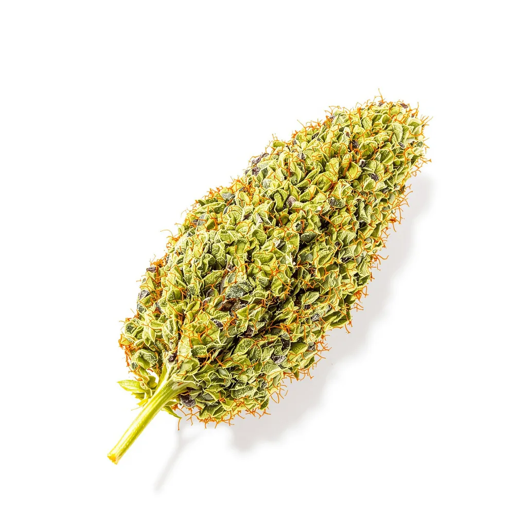 Cinderella 99 5% indica / 95% sativa flower with visible trichomes