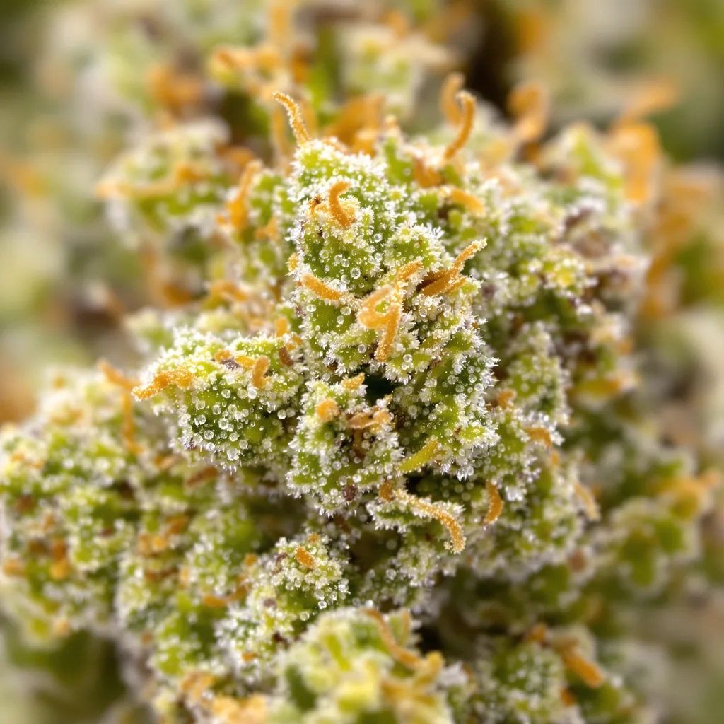Cinderella's Dream cannabis bud close-up showing lime-green airy structure