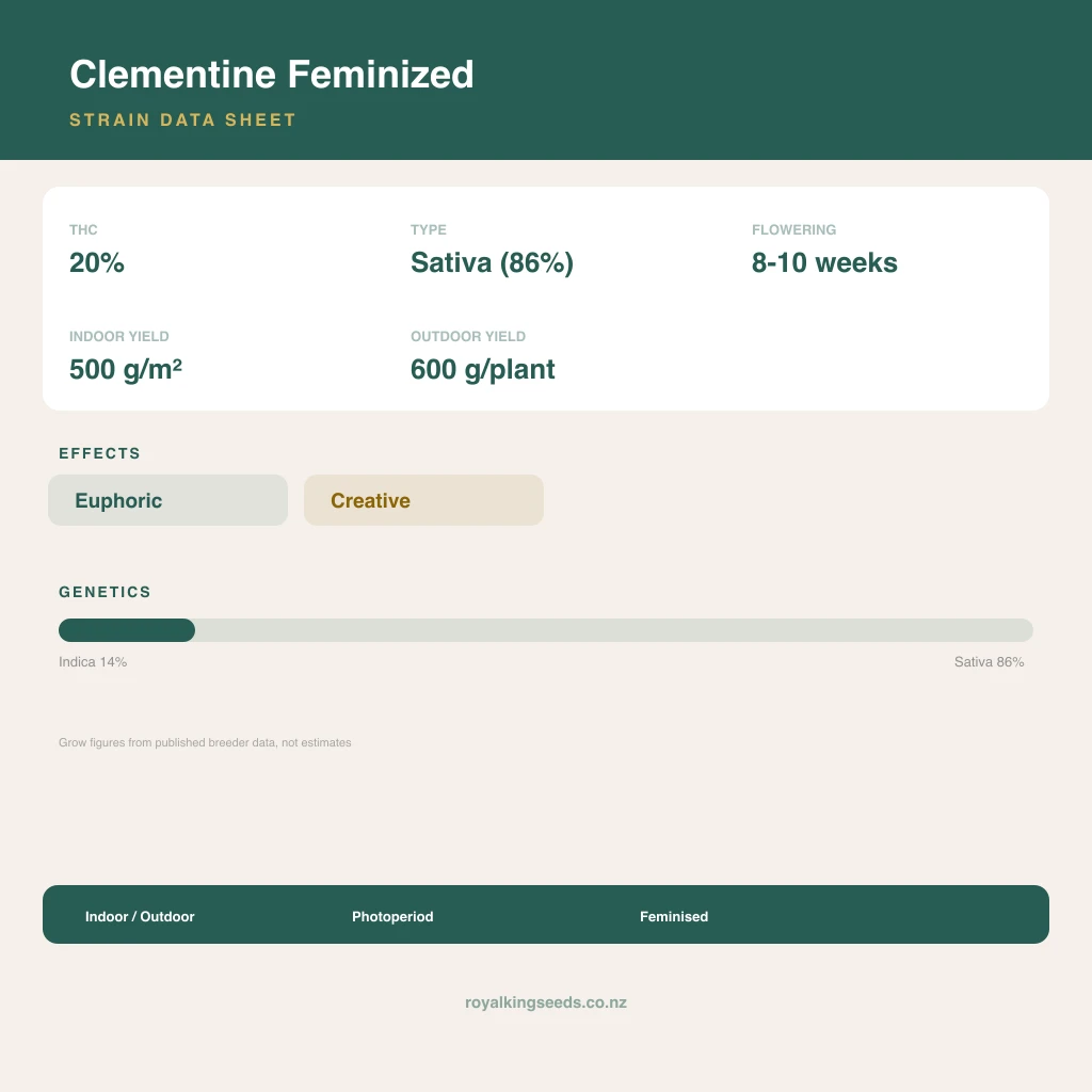 Clementine 14% indica / 86% sativa flower with visible trichomes