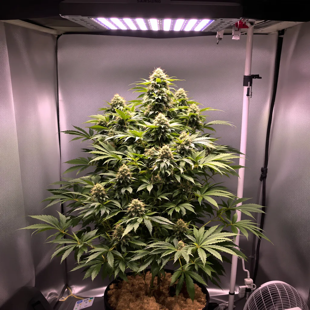 Cold War Kush cannabis plant in flowering stage — 90-130 cm feminised