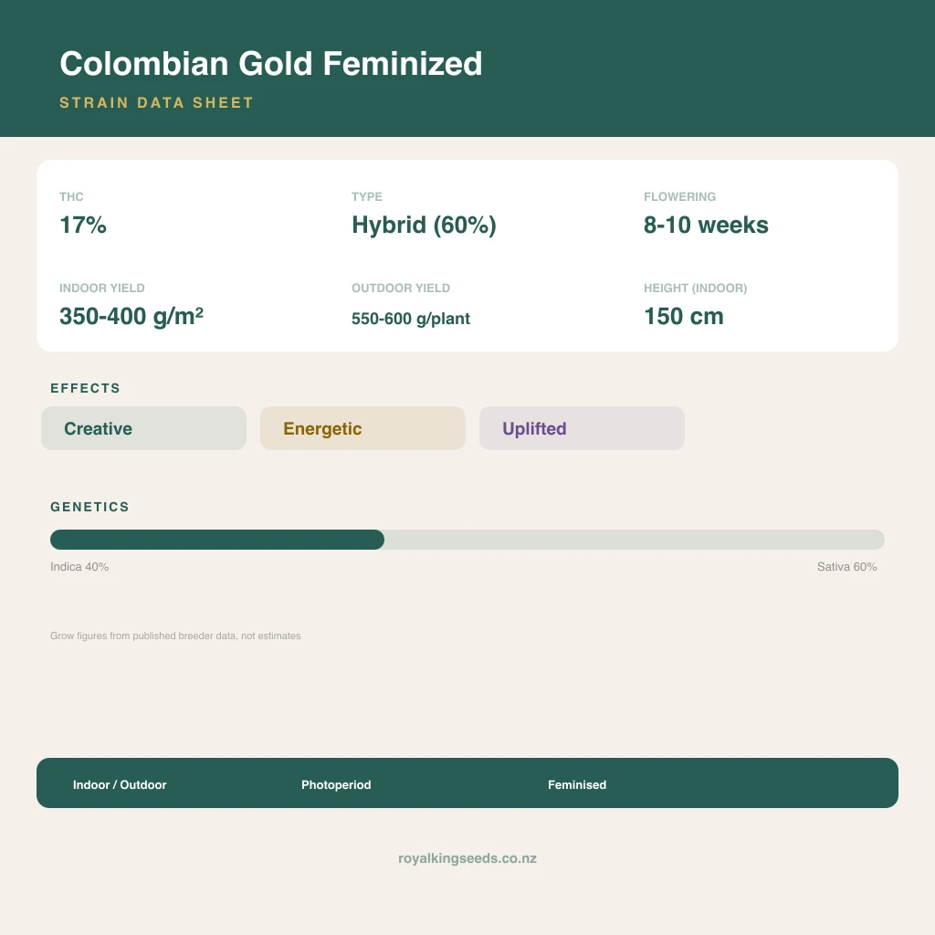 Colombian Gold 40% indica / 60% sativa flower with visible trichomes
