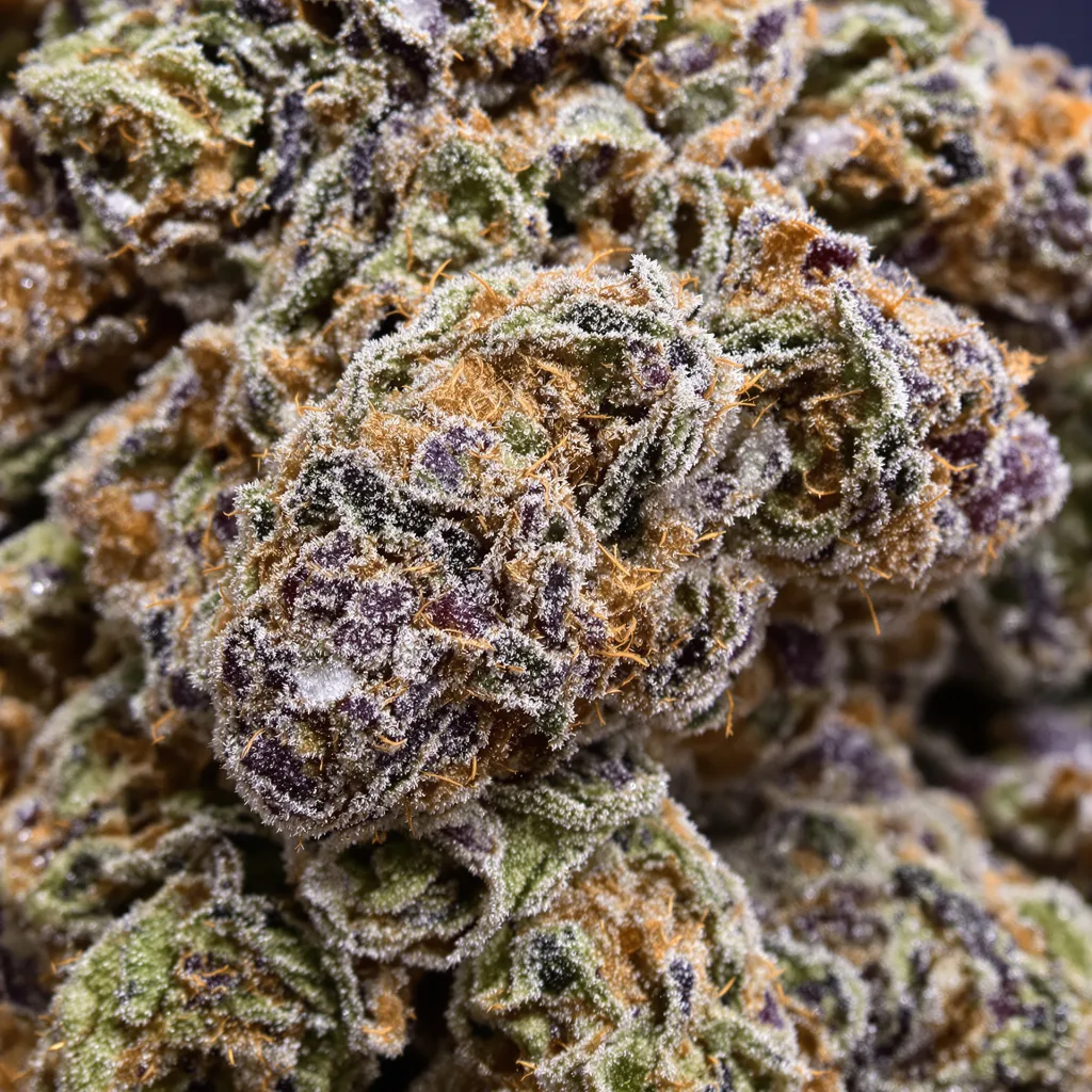 Colorado Clementines cannabis bud close-up showing dense purple-tinged calyxes