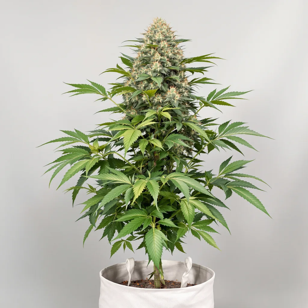Confidential Wreck cannabis seeds packaging — Royal King Seeds New Zealand