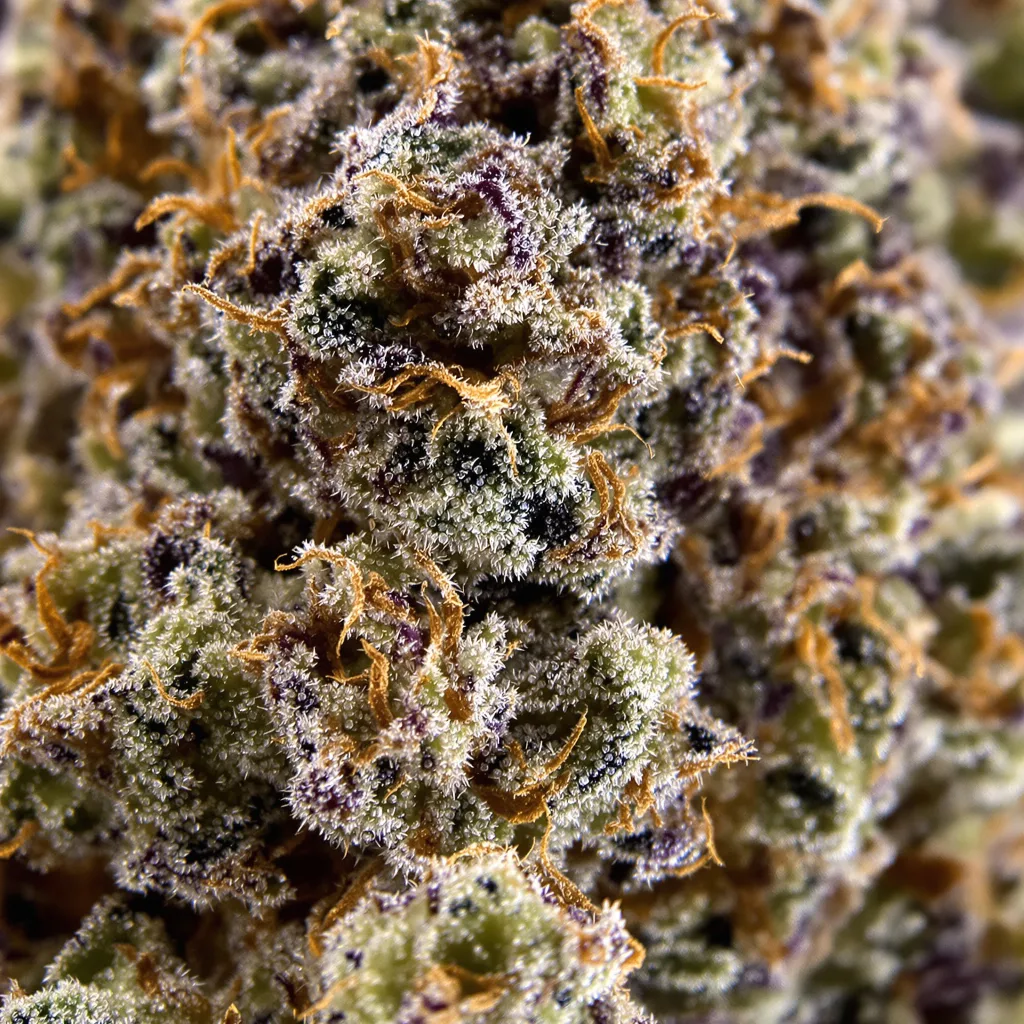 Conspiracy Kush cannabis bud close-up showing dense purple-tinged calyxes