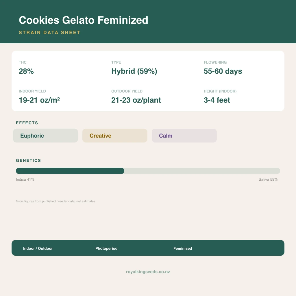 Cookies Gelato 41% indica / 59% sativa flower with visible trichomes