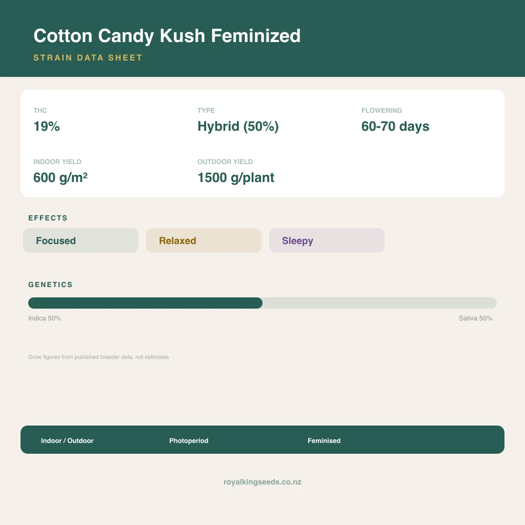 Cotton Candy Kush 50% indica / 50% sativa flower with visible trichomes