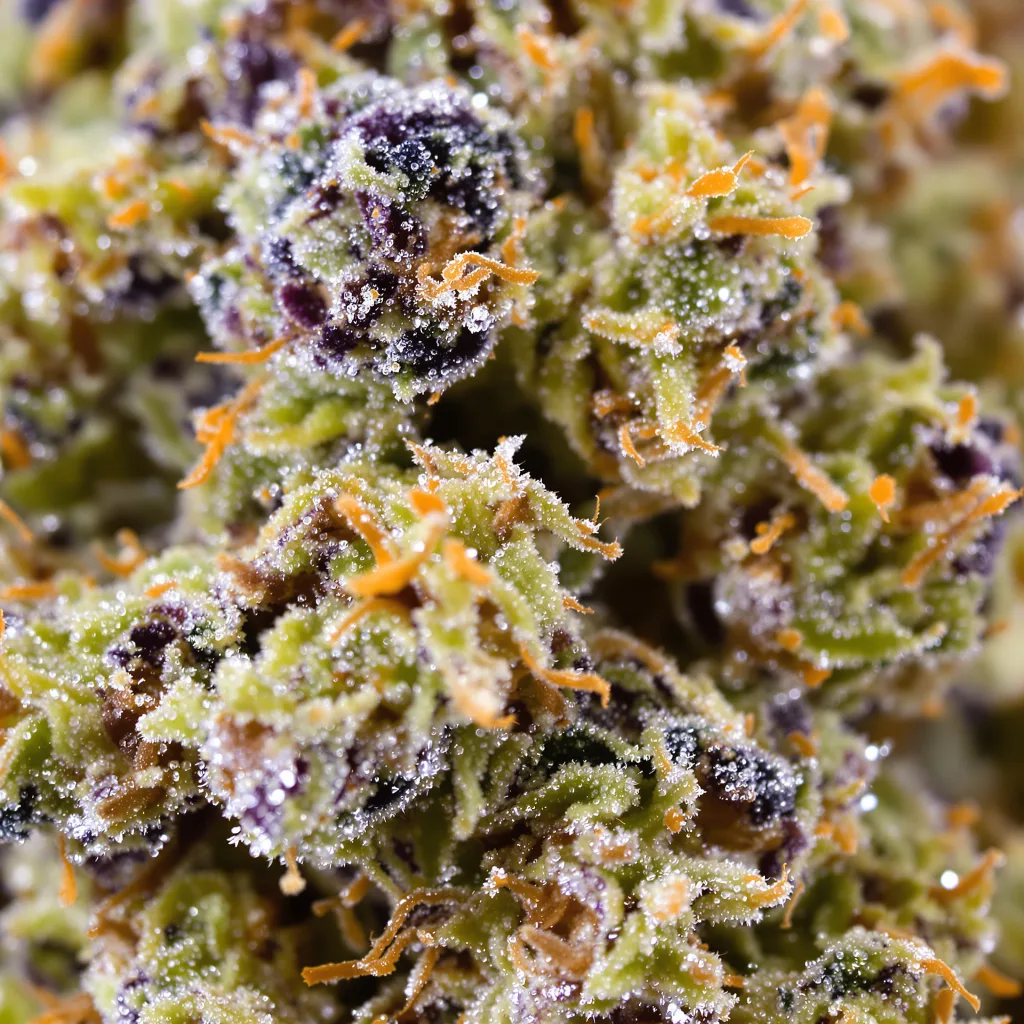 Cotton Candy Kush cannabis bud close-up showing balanced bud structure with frosted trichomes