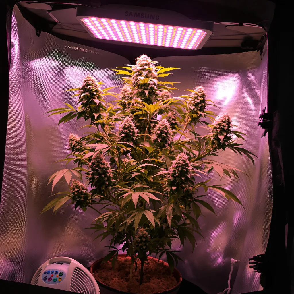 Couch Lock Mixpack cannabis plant in flowering stage — 120-180 cm feminised