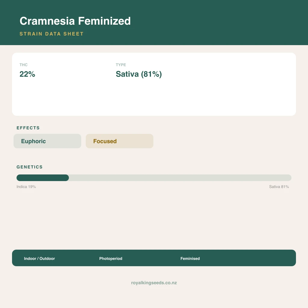Cramnesia 19% indica / 81% sativa flower with visible trichomes
