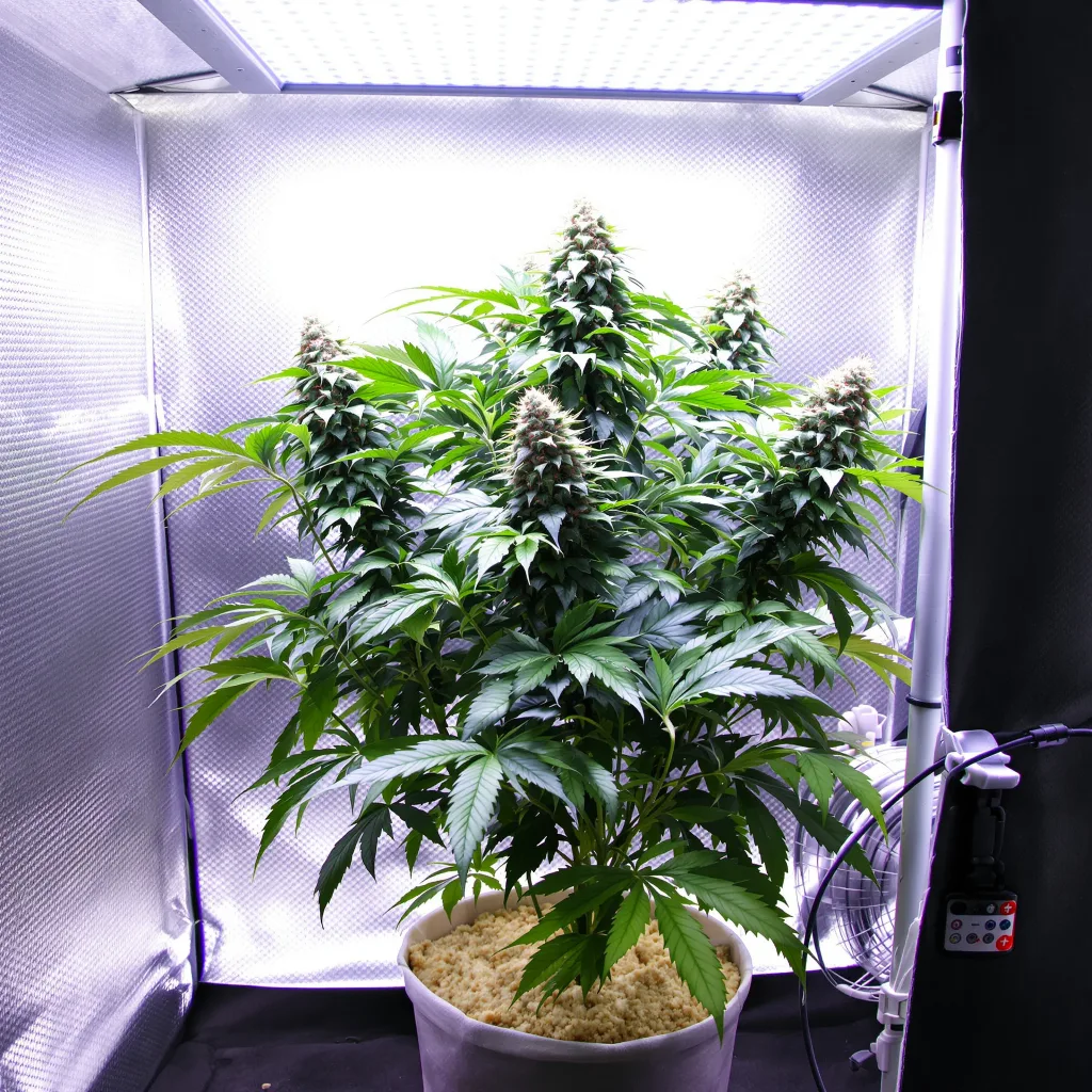 Critical Bilbo cannabis plant in flowering stage — 90-130 cm feminised