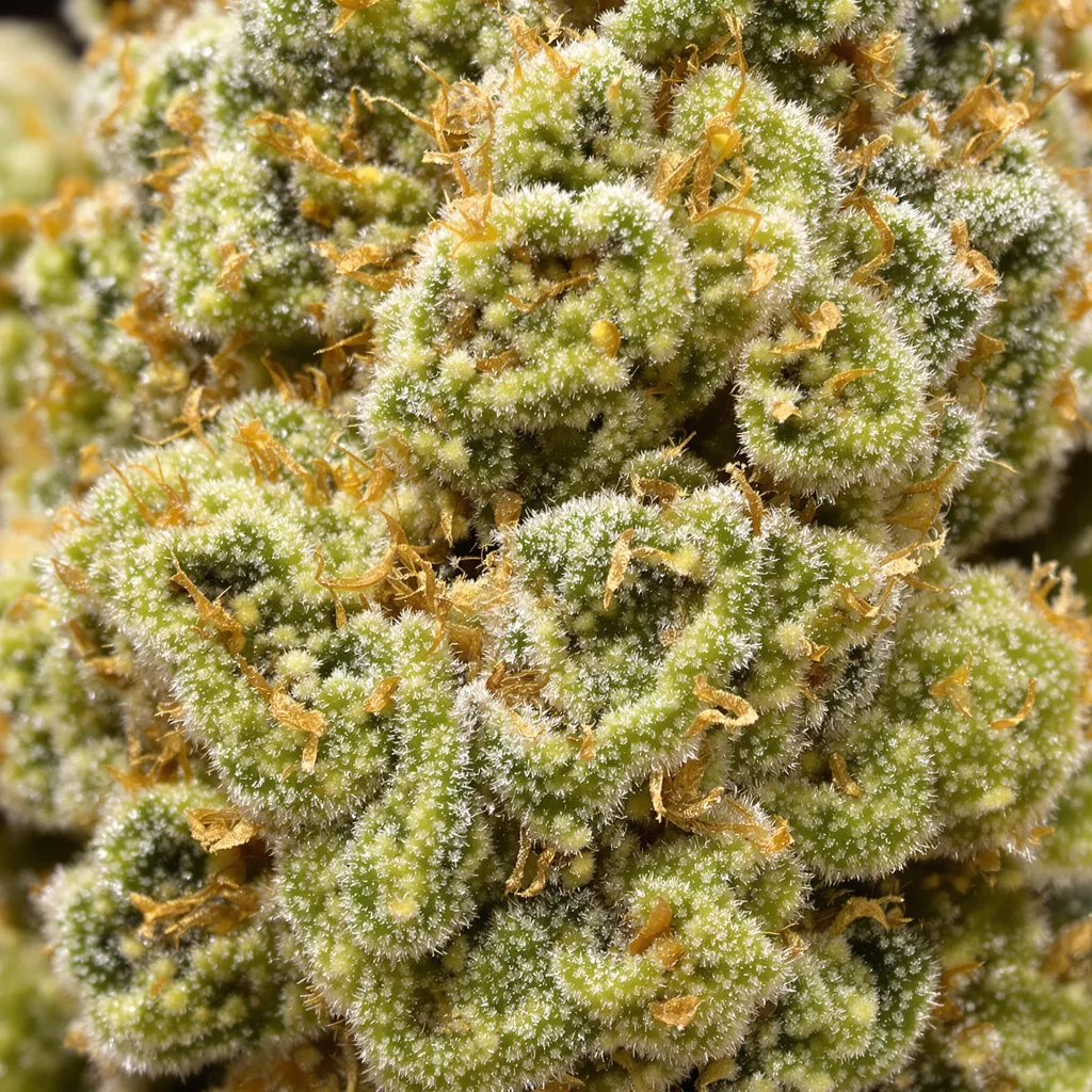 Critical Crack cannabis bud close-up showing lime-green airy structure