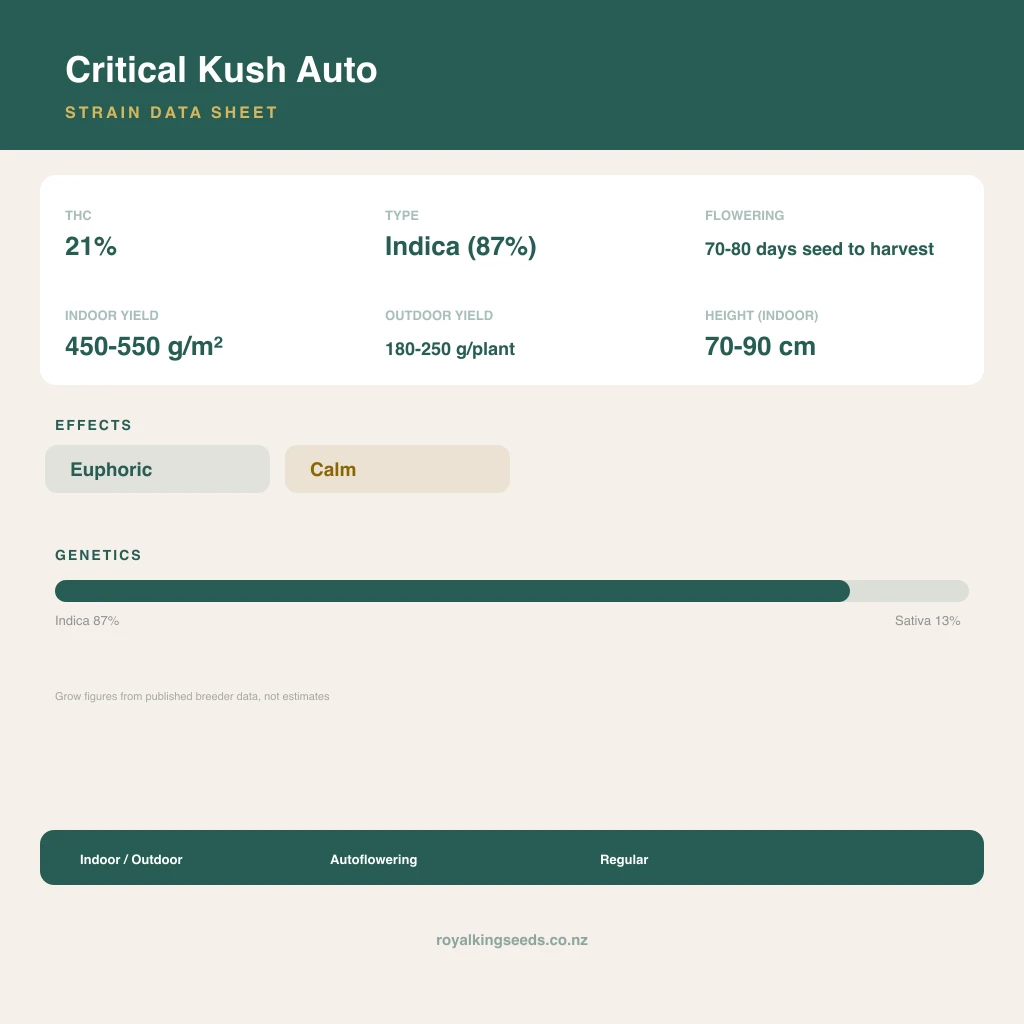 Critical Kush 87% indica / 13% sativa flower with visible trichomes