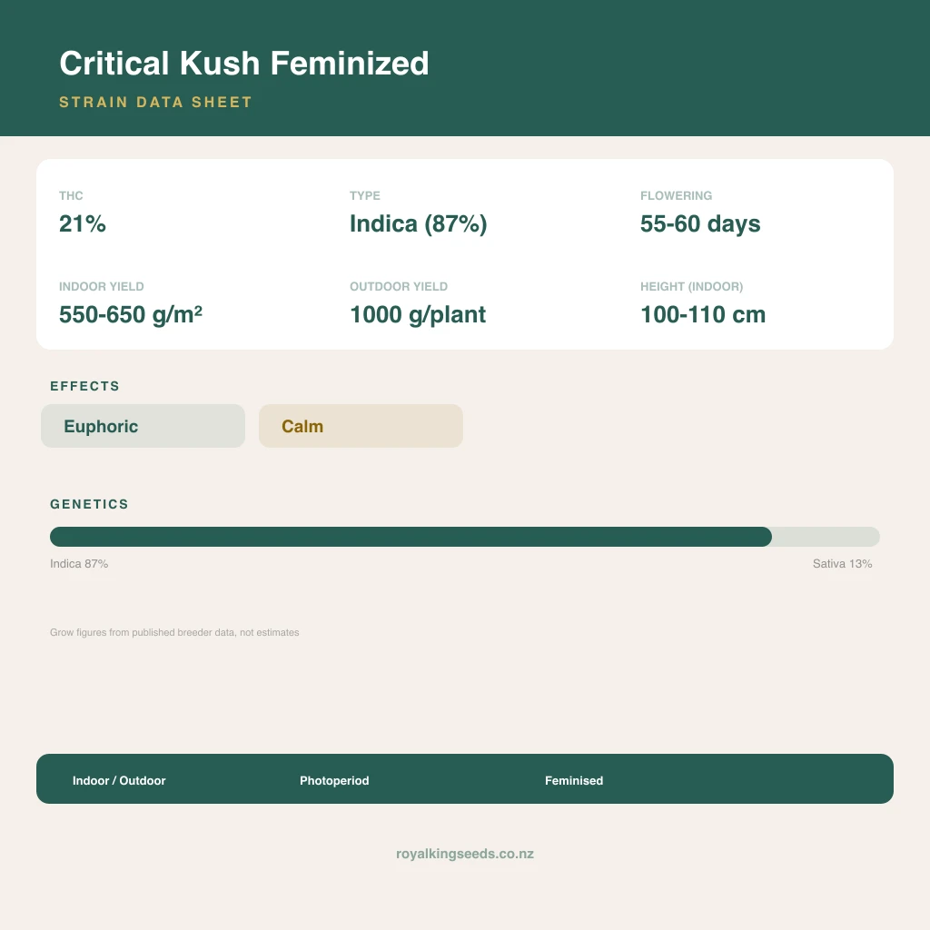 Critical Kush 87% indica / 13% sativa flower with visible trichomes