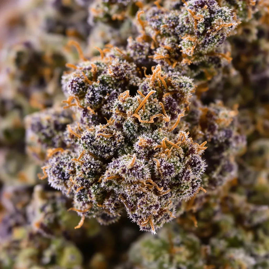 Critical Kush cannabis bud close-up showing dense purple-tinged calyxes