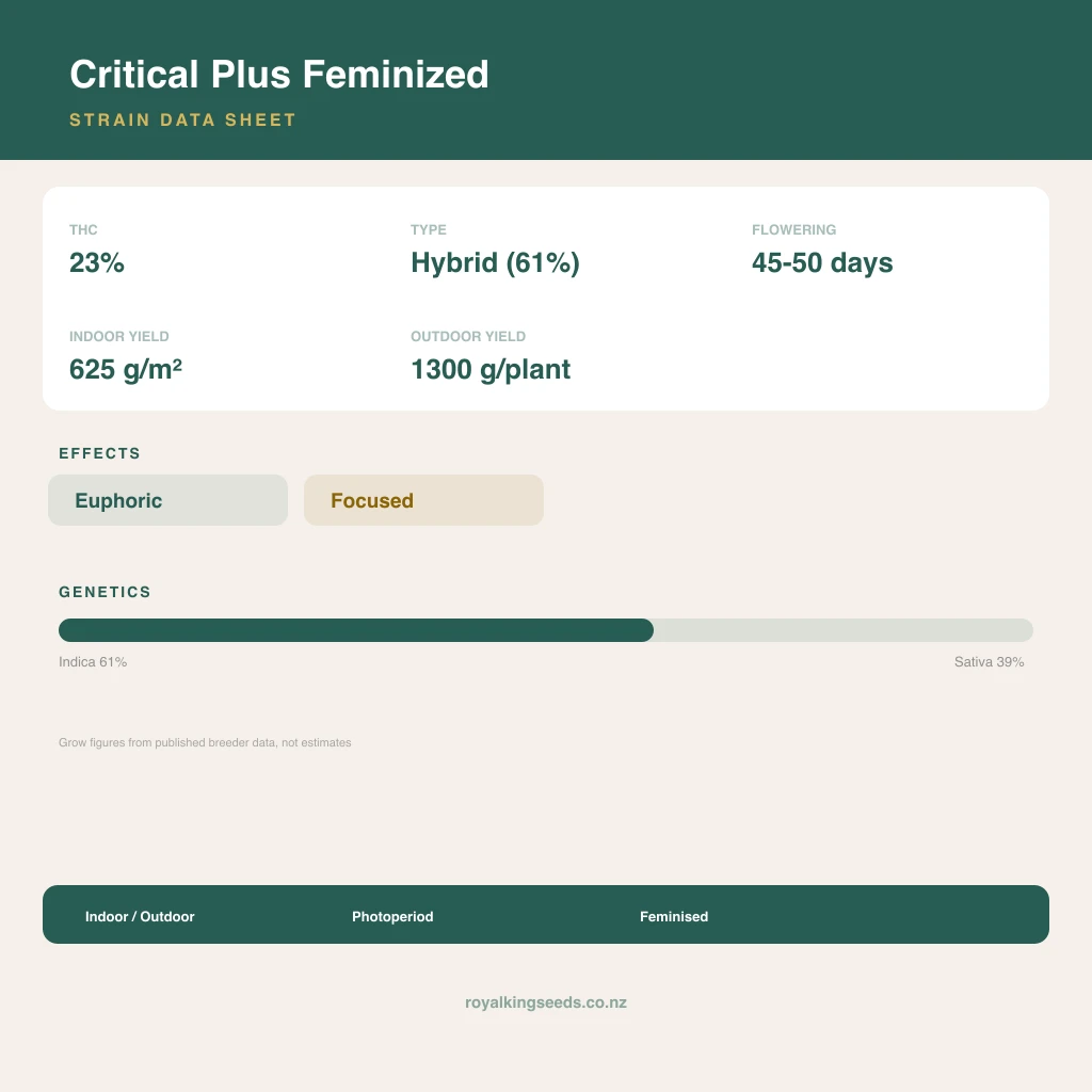 Critical Plus 61% indica / 39% sativa flower with visible trichomes