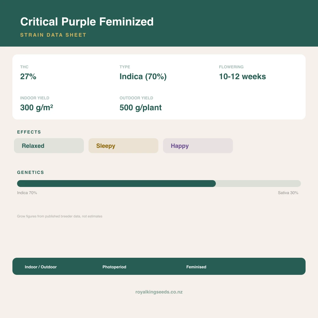 Critical Purple 70% indica / 30% sativa flower with visible trichomes