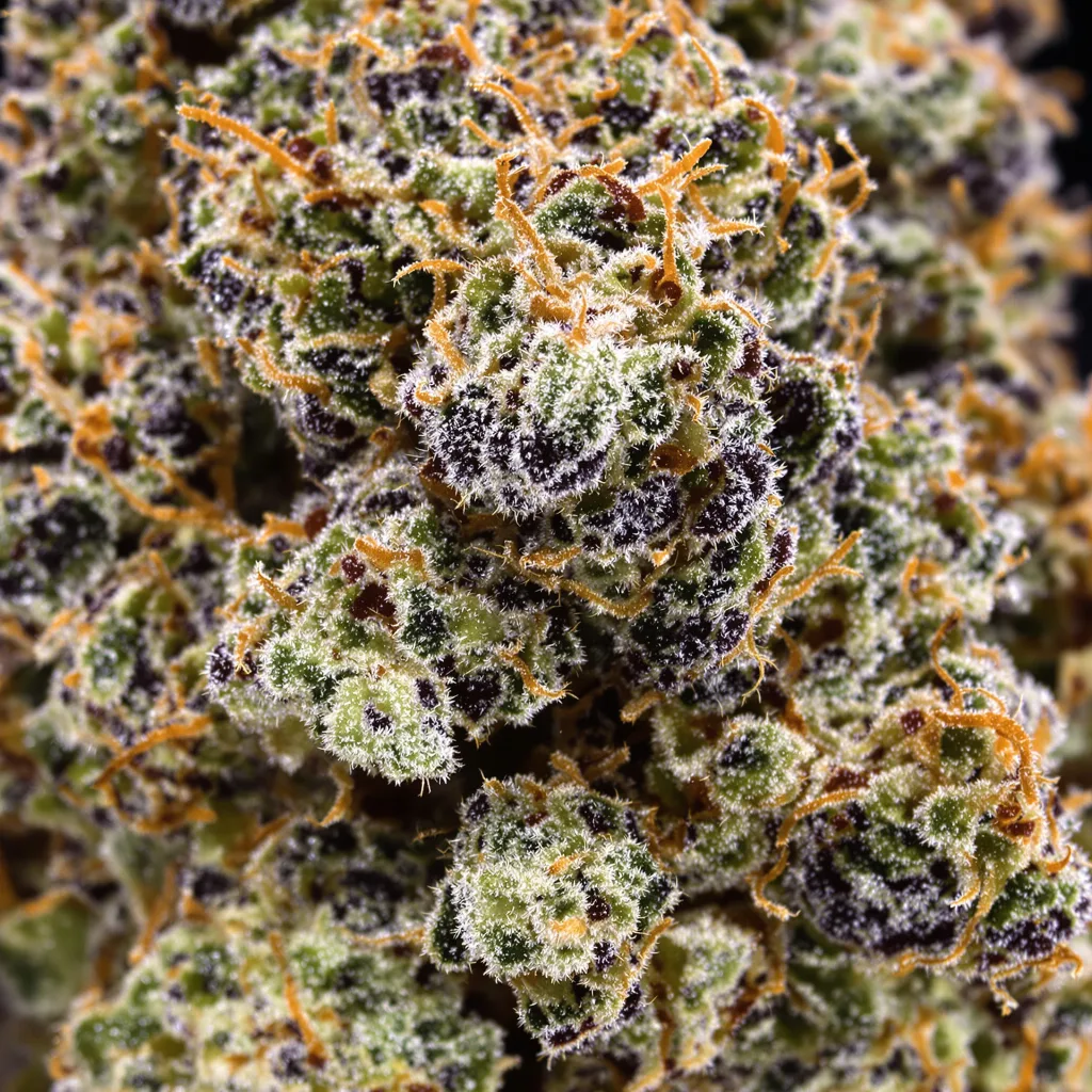 Critical Sensi Star cannabis bud close-up showing dense purple-tinged calyxes