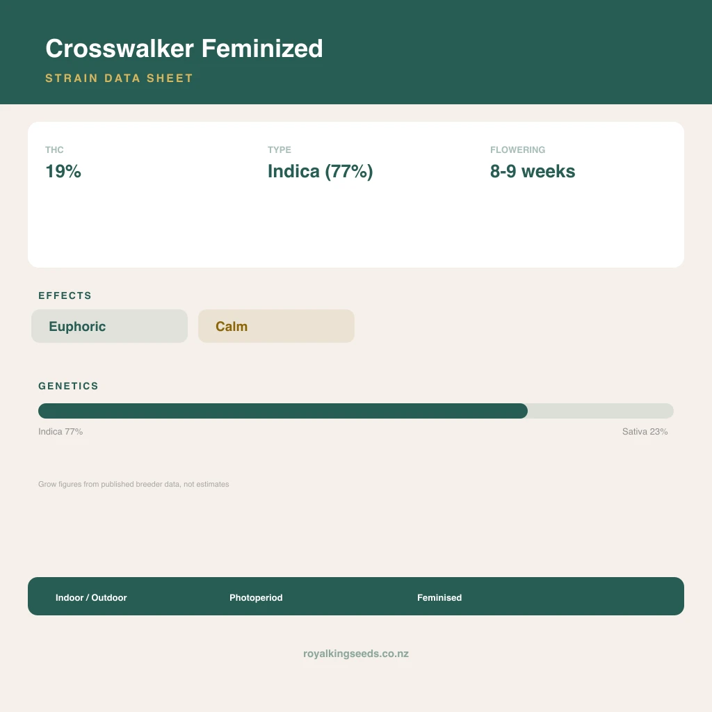 Crosswalker 77% indica / 23% sativa flower with visible trichomes