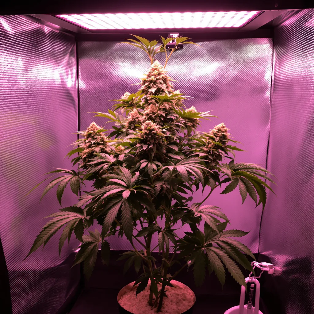 Crouching Tiger Hidden Alien cannabis plant in flowering stage — 90-130 cm feminised
