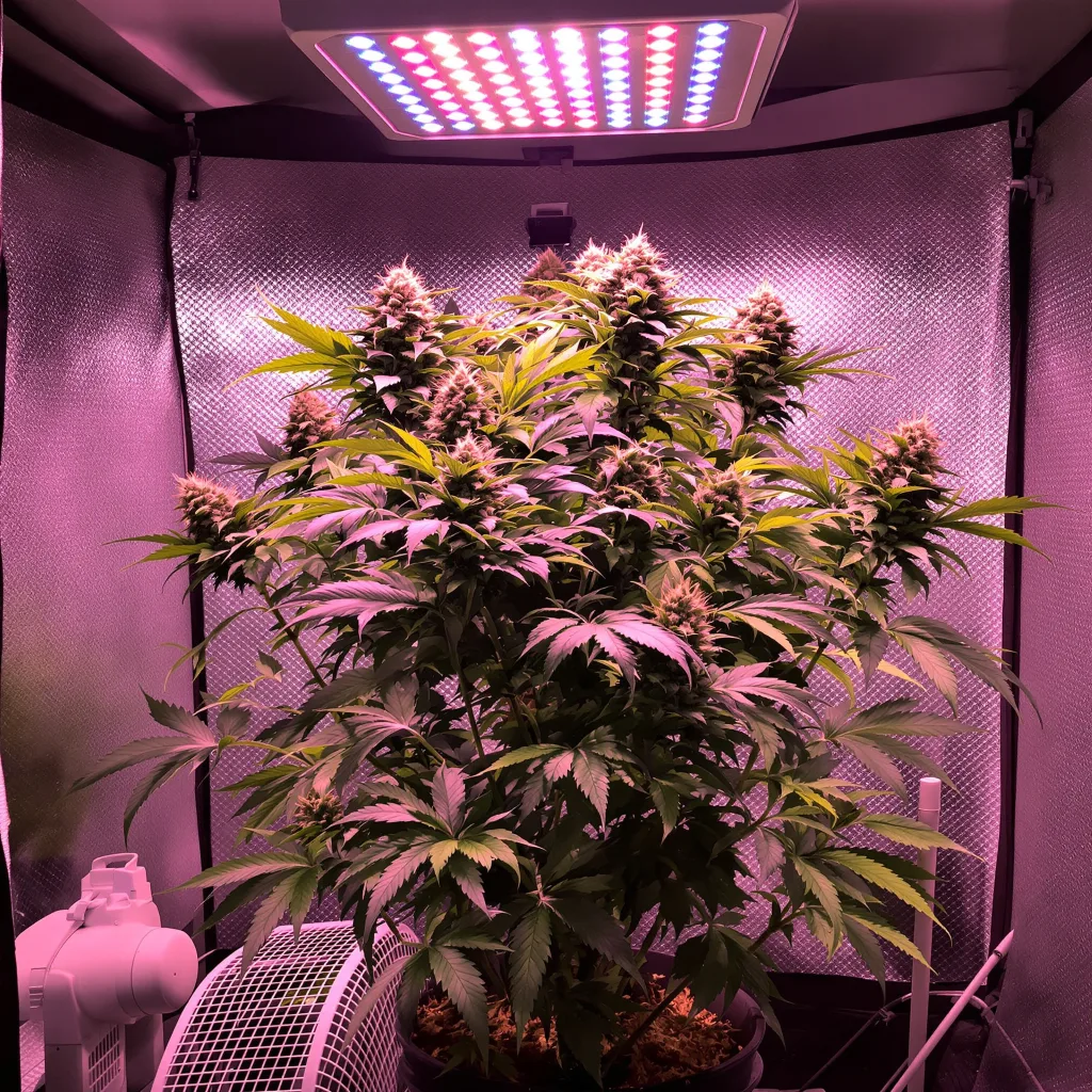 Crown OG cannabis plant in flowering stage — 60-100 cm autoflower