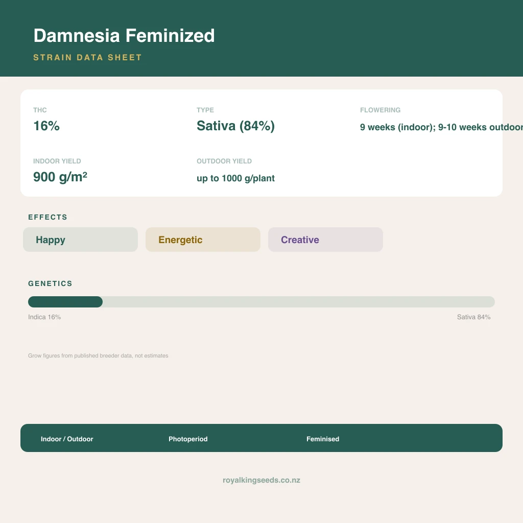 Damnesia 16% indica / 84% sativa flower with visible trichomes
