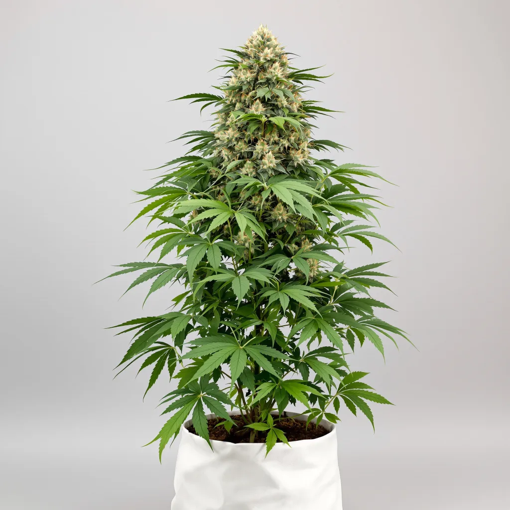 Danky Doodle cannabis seeds packaging — Royal King Seeds New Zealand