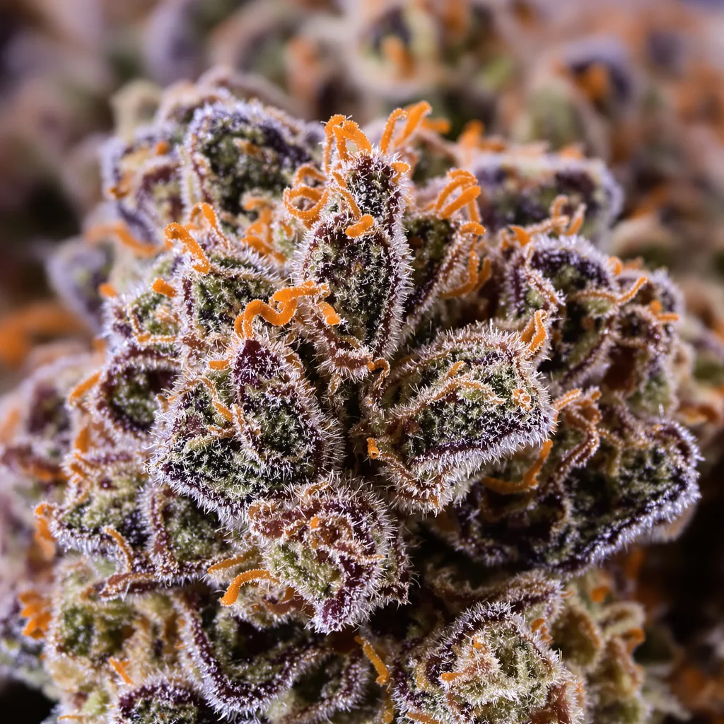 Danky Doodle cannabis bud close-up showing dense purple-tinged calyxes