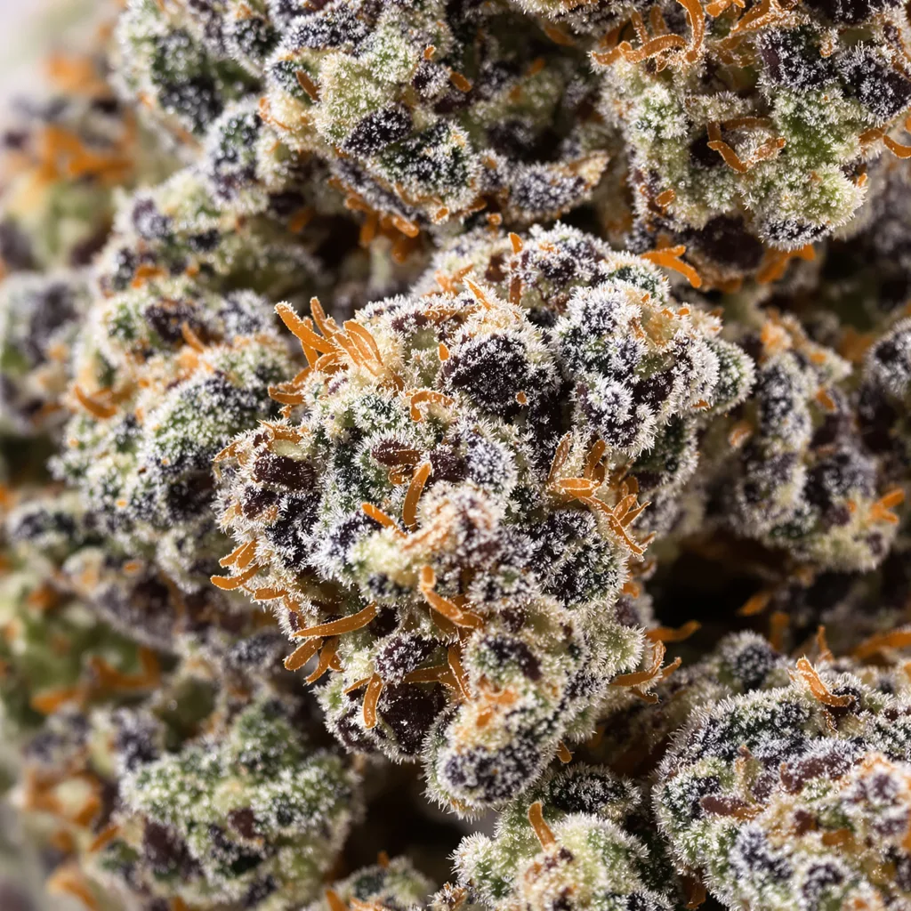 Darth Vader OG cannabis bud close-up showing dense purple-tinged calyxes