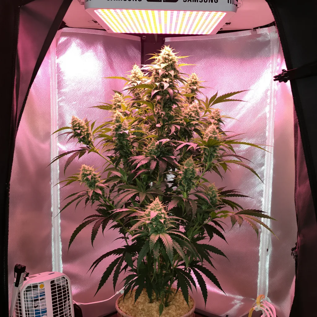 Death Star OG cannabis plant in flowering stage — 60-100 cm autoflower