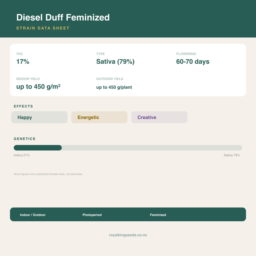 Diesel Duff 21% indica / 79% sativa flower with visible trichomes