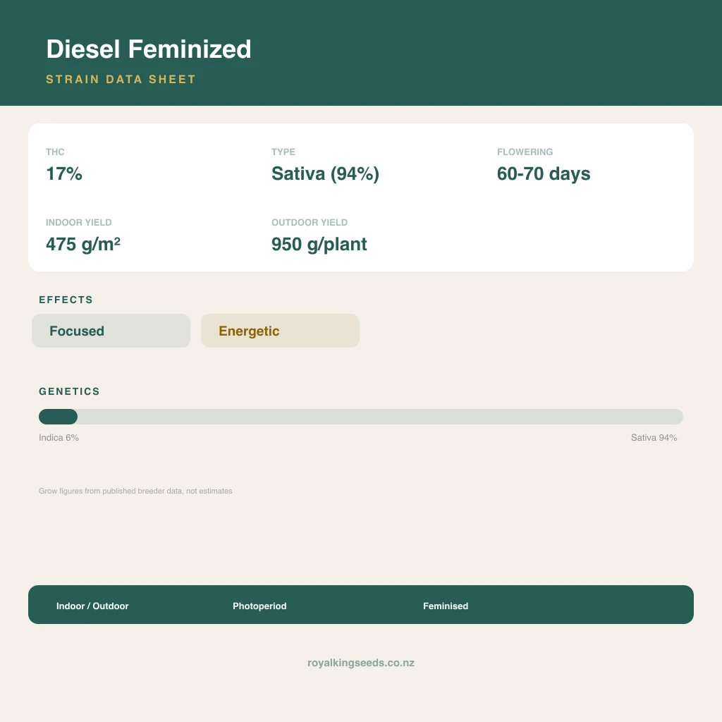 Diesel 6% indica / 94% sativa flower with visible trichomes